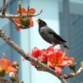 花鳥集