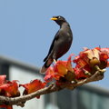 花鳥集