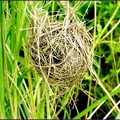 褐頭鷦鶯巢