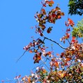 紅榨槭