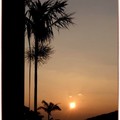 夕陽椰林