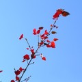 紅榨槭