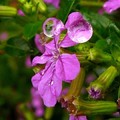 雪茄花