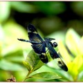 藍黑蜻蜓