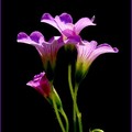 紫花酢醬草