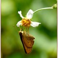 台灣黃斑弄蝶