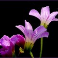 紫花酢醬草
