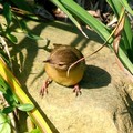 褐頭鷦鶯