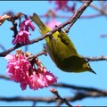 山櫻與綠繡眼