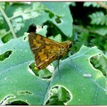 細帶黃斑弄蝶