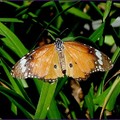 樺斑蝶
