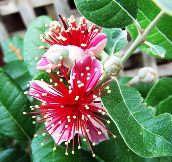feijoa flower