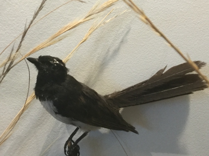 Willie wagtail