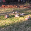 小鎮草坪crested pigeon
