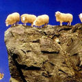 follow like sheep