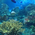 太平洋水族館