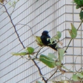 窗外樹上飛來一隻不知名的長尾黑鳥
見證向日葵的發芽