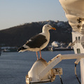 【仲夏晨昏】－郵輪上的海鳥等著搶遊客盤中的食物