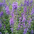紫拈花惹草❉⊱✿⊰