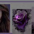 紫玫瑰動圖