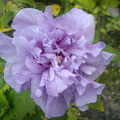 紫拈花惹草❉⊱✿⊰