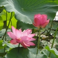 荷香千里－植物園