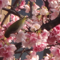 菁平街的櫻花！