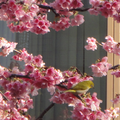 菁平街的櫻花！