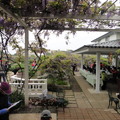 夢幻般的紫藤咖啡園！