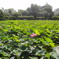 荷香千里－植物園