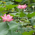 植物園荷花展笑顏