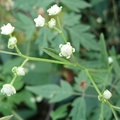藿香薊-白花
