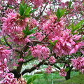 2019日本關東自駕遊-山梨縣笛吹川水果公園