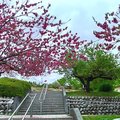 2019日本關東自駕遊-山梨縣笛吹川水果公園