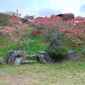 2019日本關東自駕遊-笠間杜鵑公園