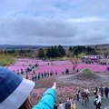 2019日本關東自駕遊-富士芝櫻祭(河口湖町本栖212)