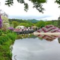 2019日本關東自駕遊-足利花卉公園