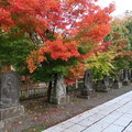 2019秋遊日本東北-弘前市最勝院