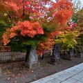 2019秋遊日本東北-弘前市最勝院