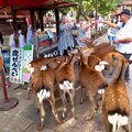 2018秋遊日本-奈良公園