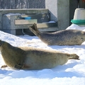 2015冬遊日本-旭川市旭山動物園