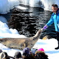 2015冬遊日本-旭川市旭山動物園