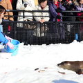 2015冬遊日本-旭川市旭山動物園