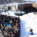 2015冬遊日本-旭川市旭山動物園