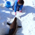 2015冬遊日本-旭川市旭山動物園