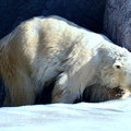 2015冬遊日本-旭川市旭山動物園