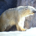 2015冬遊日本-旭川市旭山動物園