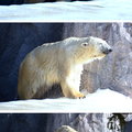 2015冬遊日本-旭川市旭山動物園