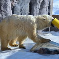 2015冬遊日本-旭川市旭山動物園