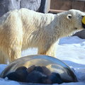 2015冬遊日本-旭川市旭山動物園